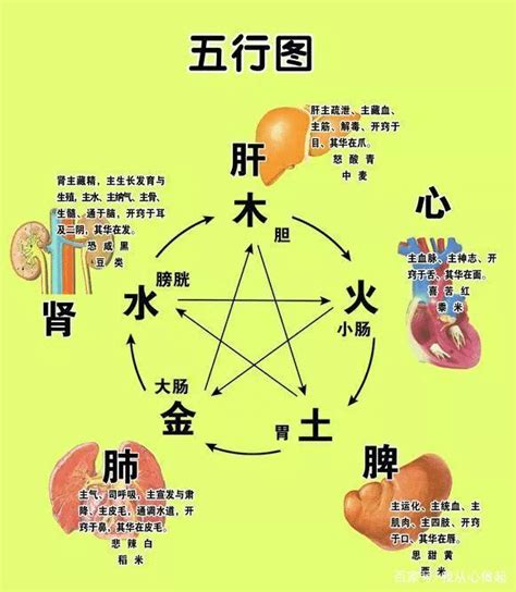 心五行|心 (臟腑)